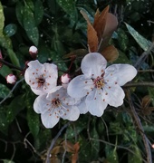 23rd Feb 2023 - Cherry blossom 