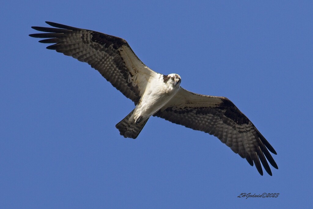 LHG_6700 Osprey overhead  by rontu