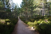 10th Feb 2023 - Feb 10th Loch an Eilein woodland path