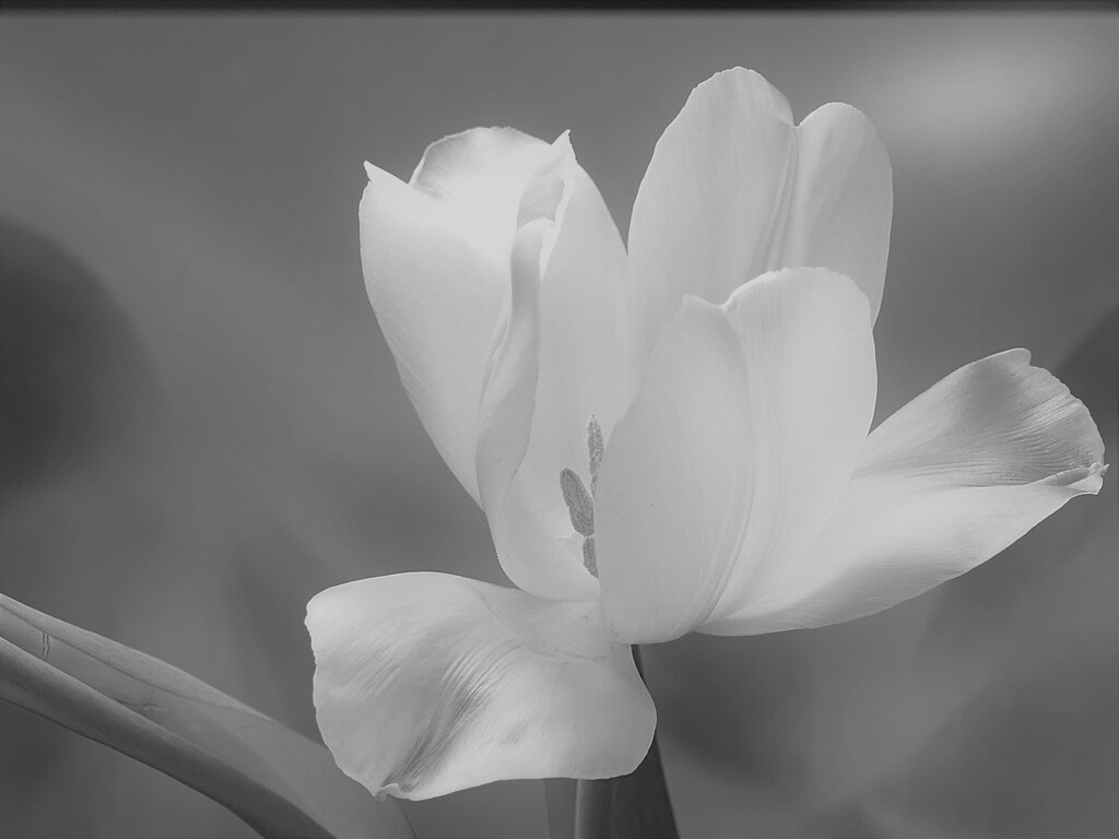 White tulip by marijbar