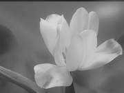 22nd Feb 2023 - White tulip