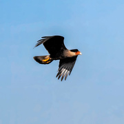 23rd Feb 2023 - Caracara