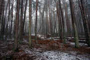 18th Feb 2023 - Feb 18th Kingussie woods