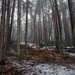 Feb 18th Kingussie woods by valpetersen