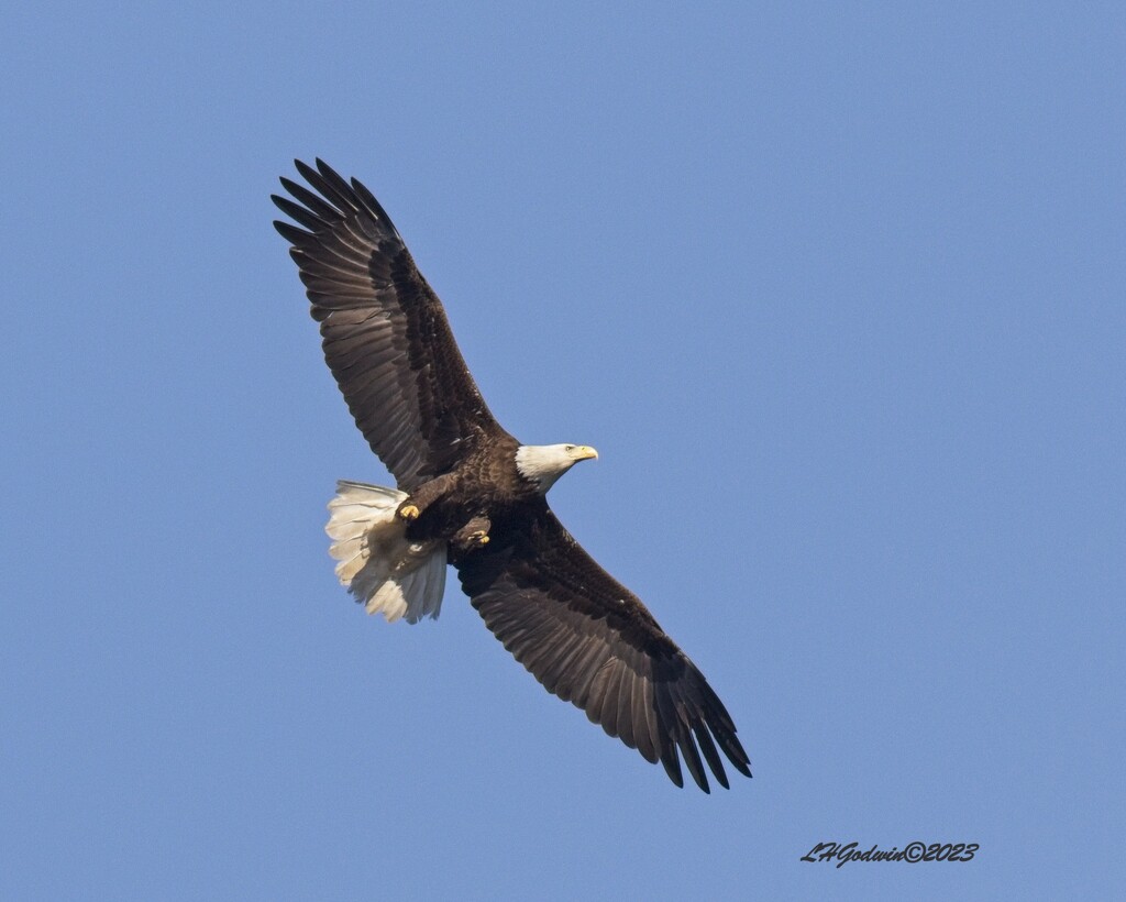 LHG_6722 eagle at west point lake by rontu
