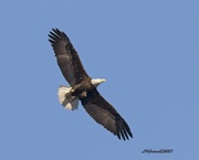 20th Feb 2023 - LHG_6722 eagle at west point lake