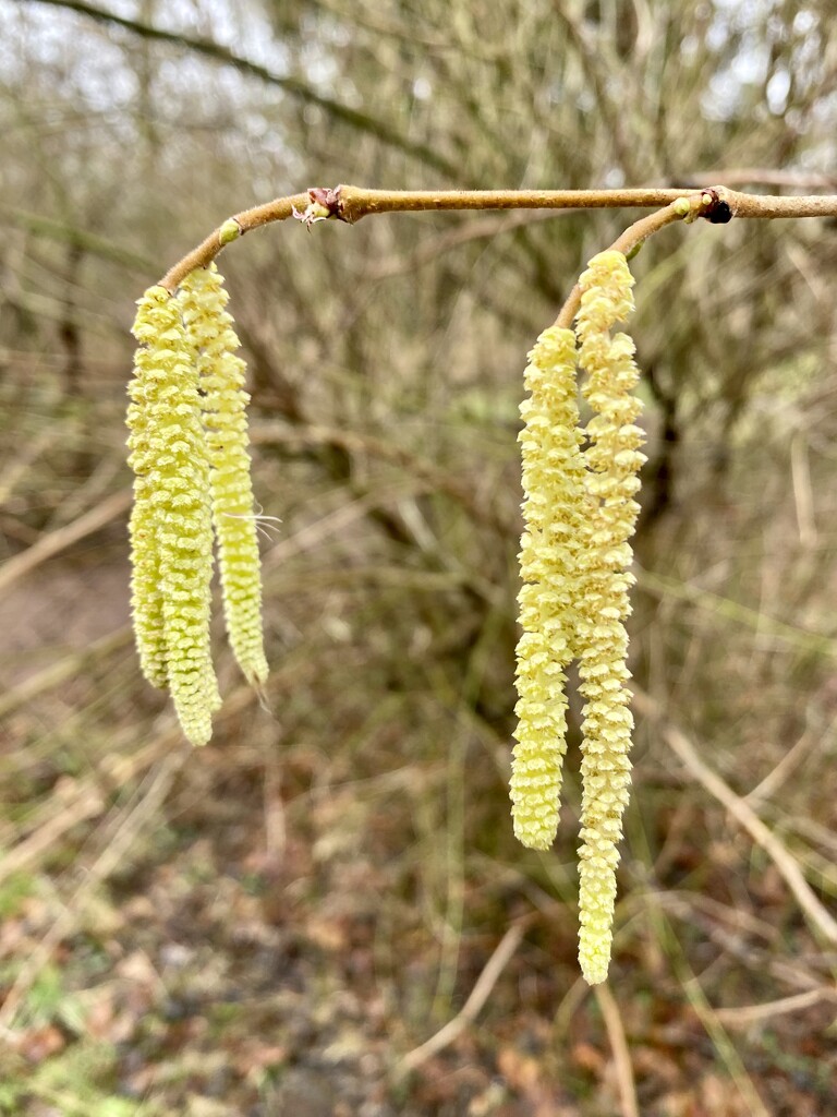 Catkins by gillian1912