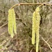 Catkins by gillian1912