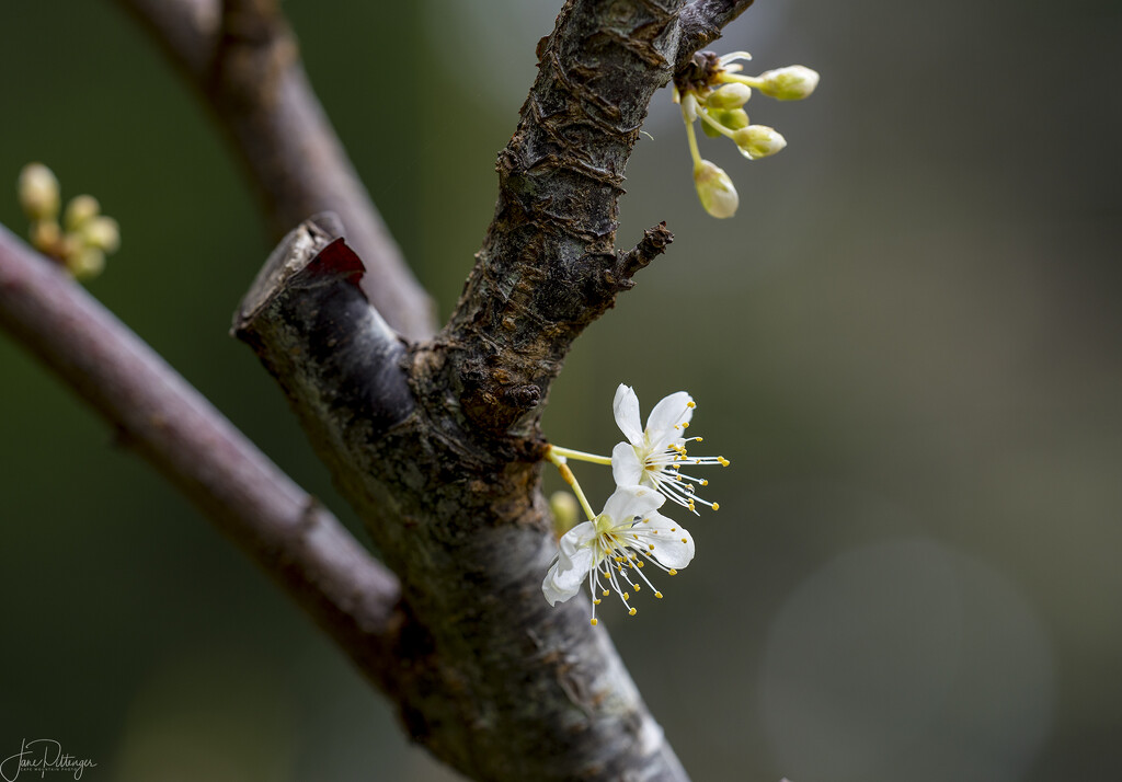 Plum Blossoms  by jgpittenger