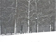 23rd Feb 2023 - Morning Snow