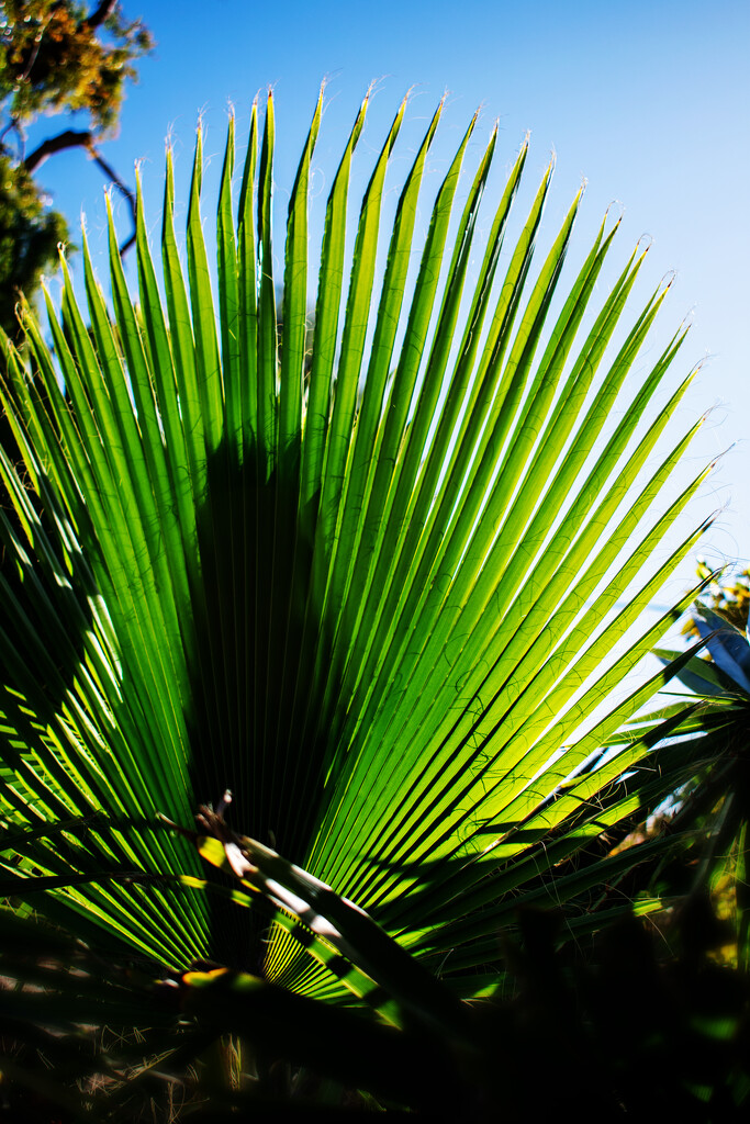Nature's fan by 365projectorgchristine