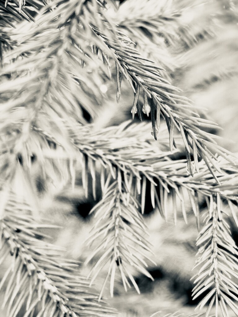 FoR Pine by heftler
