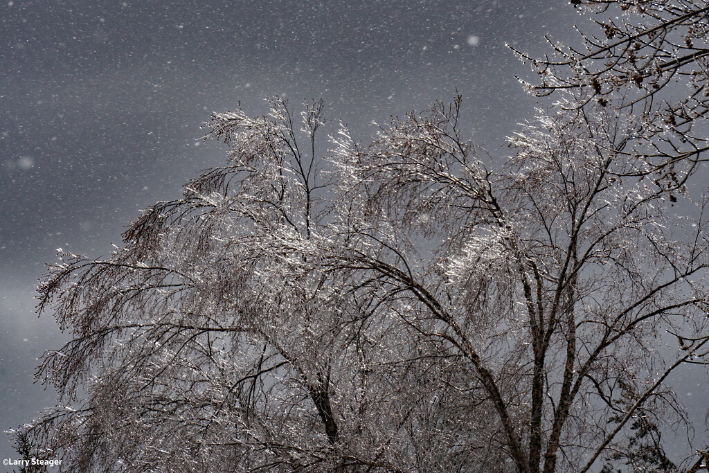 Ice trees by larrysphotos