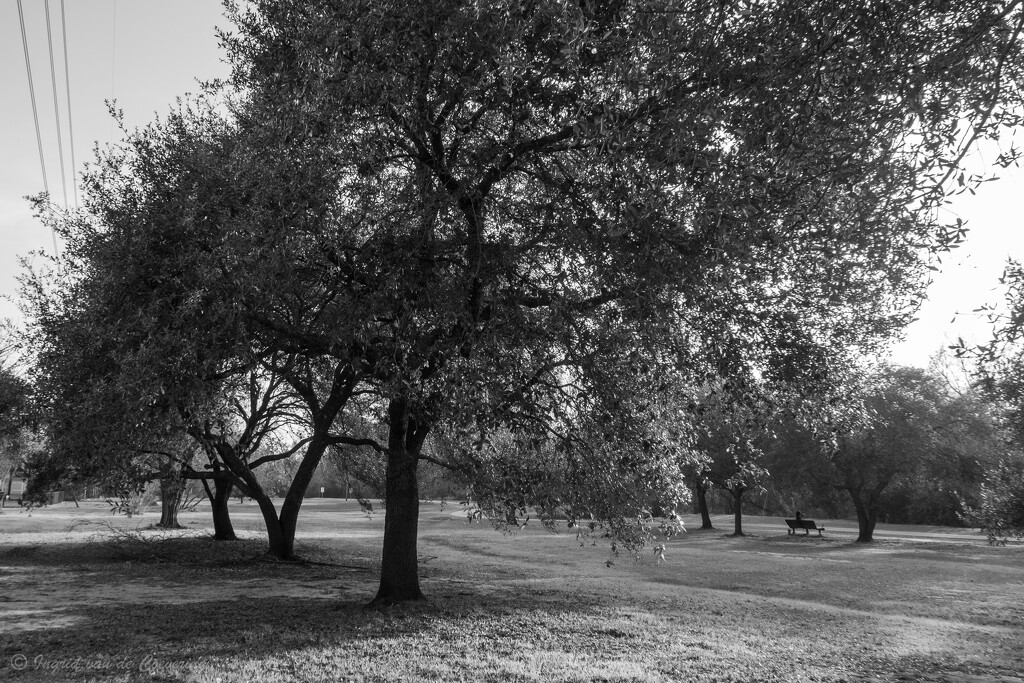 Terry Hershey Park by ingrid01