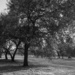 Terry Hershey Park by ingrid01