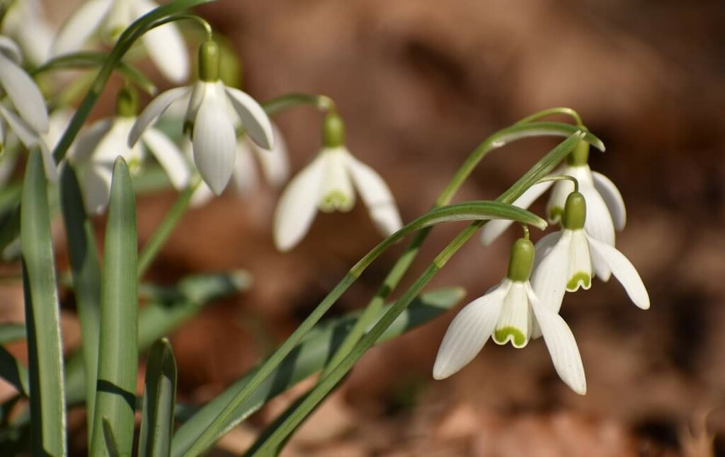 Snow Drops are Popping Up by alophoto