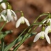 Snow Drops are Popping Up by alophoto