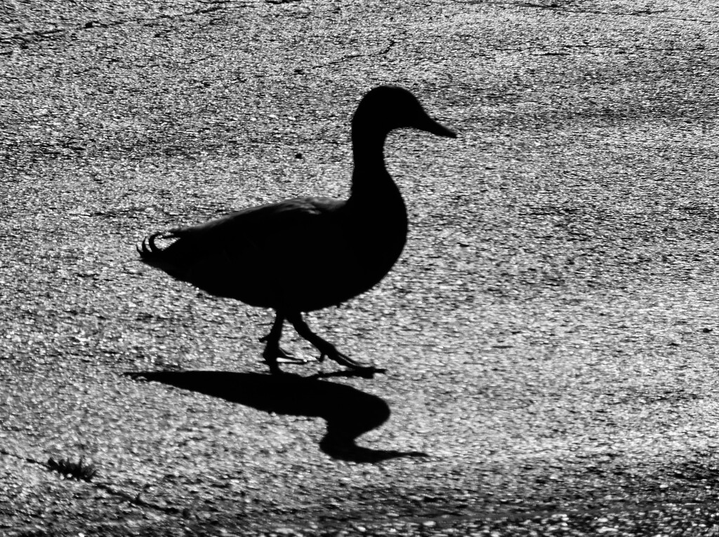 Duck Crossing by linnypinny