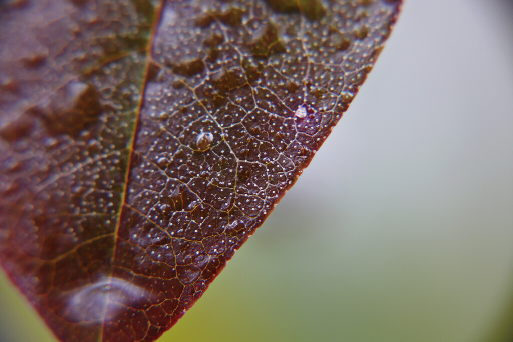 Day 54: Leaf In The Rain by sheilalorson