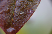 23rd Feb 2023 - Day 54: Leaf In The Rain