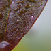 Day 54: Leaf In The Rain by sheilalorson
