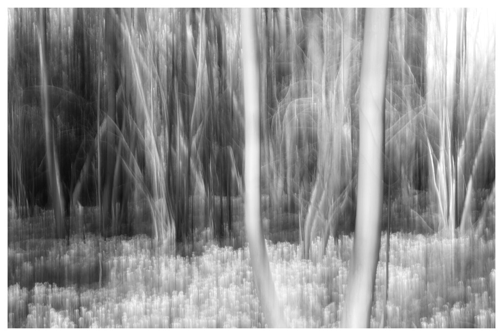 Movement in the woodland. by helenhall