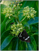 19th Feb 2023 - Magpie Moth, Huharua Park