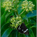 Magpie Moth, Huharua Park by chikadnz