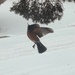 In flight