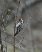21st Feb 2023 - LHG_4093Ladder-Backed Woodpecker BentsenRGV