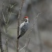 LHG_4093Ladder-Backed Woodpecker BentsenRGV by rontu