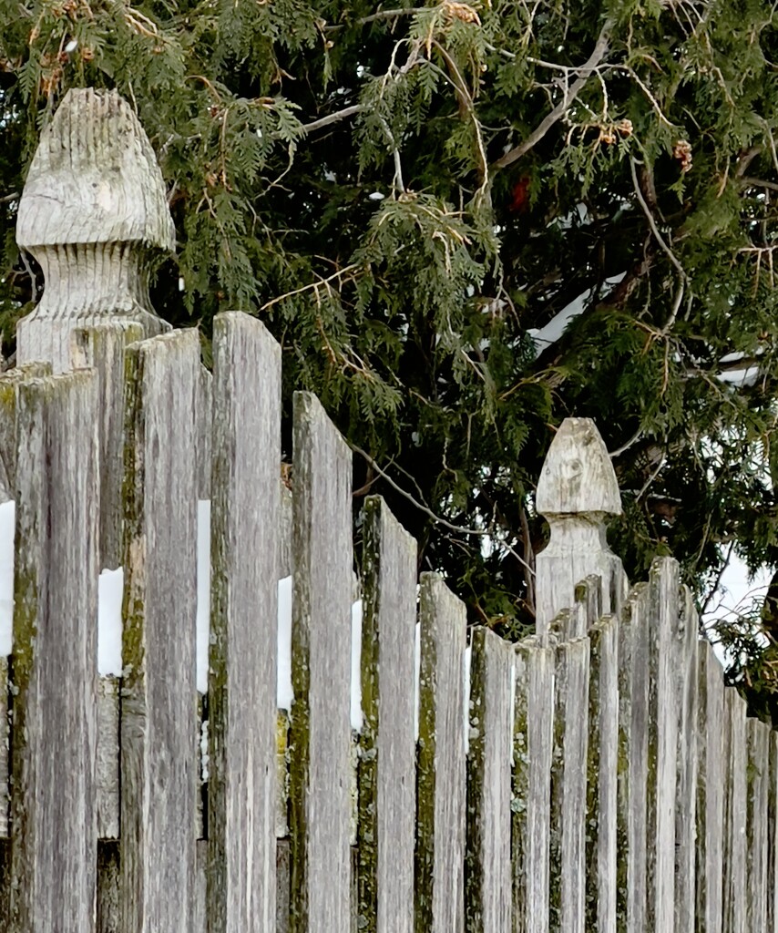 Snow Capped Fence with Hiding Cardinal  by eahopp