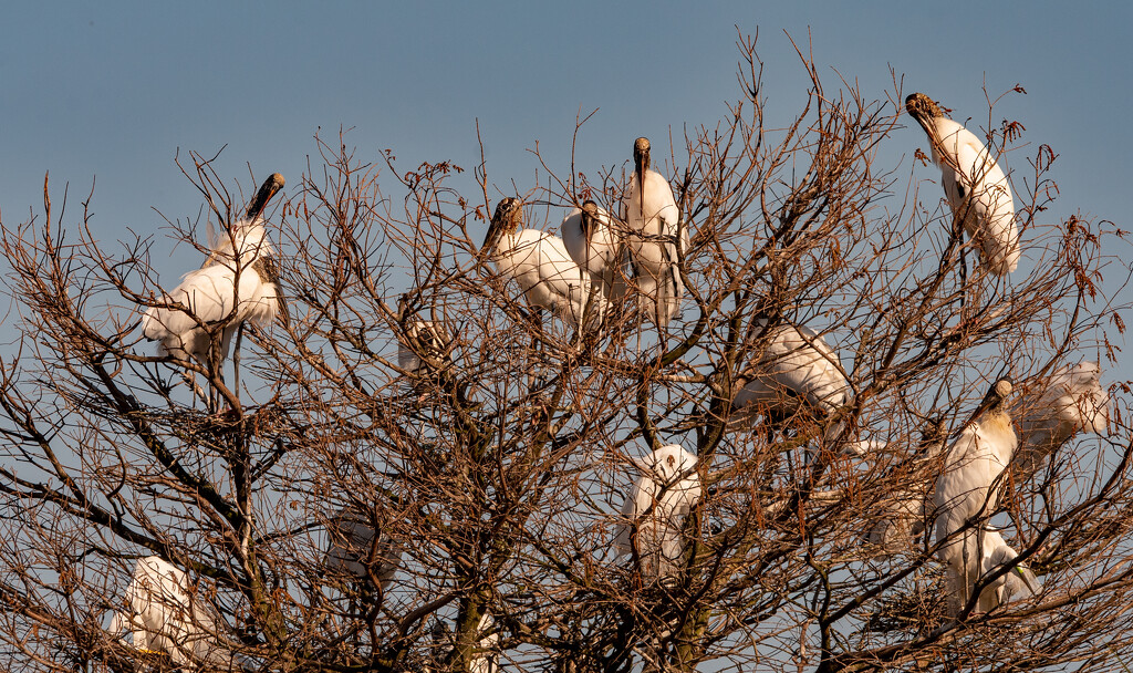 Not Sure There is Room at the Inn for all of These Woodstorks! by rickster549
