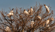 23rd Feb 2023 - Not Sure There is Room at the Inn for all of These Woodstorks!