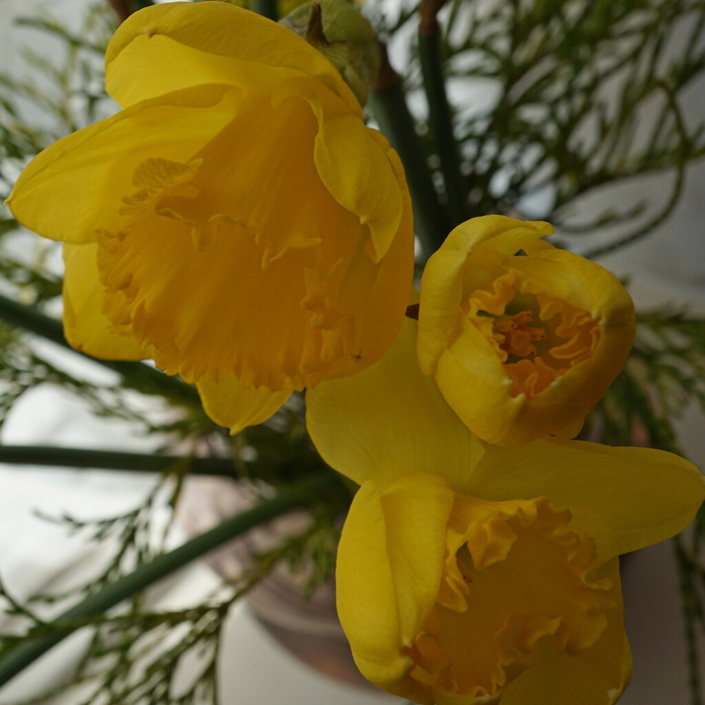 daffodils in a vase by quietpurplehaze