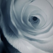 24th Feb 2023 - Rose