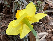 24th Feb 2023 - Sunny daffodil