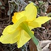 Sunny daffodil by congaree