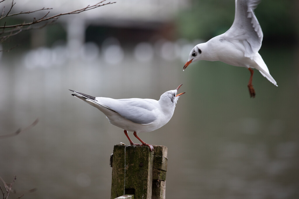 Gull Fight by phil_sandford