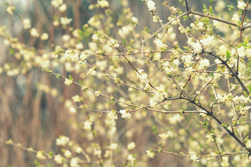Spring by sunnygirl