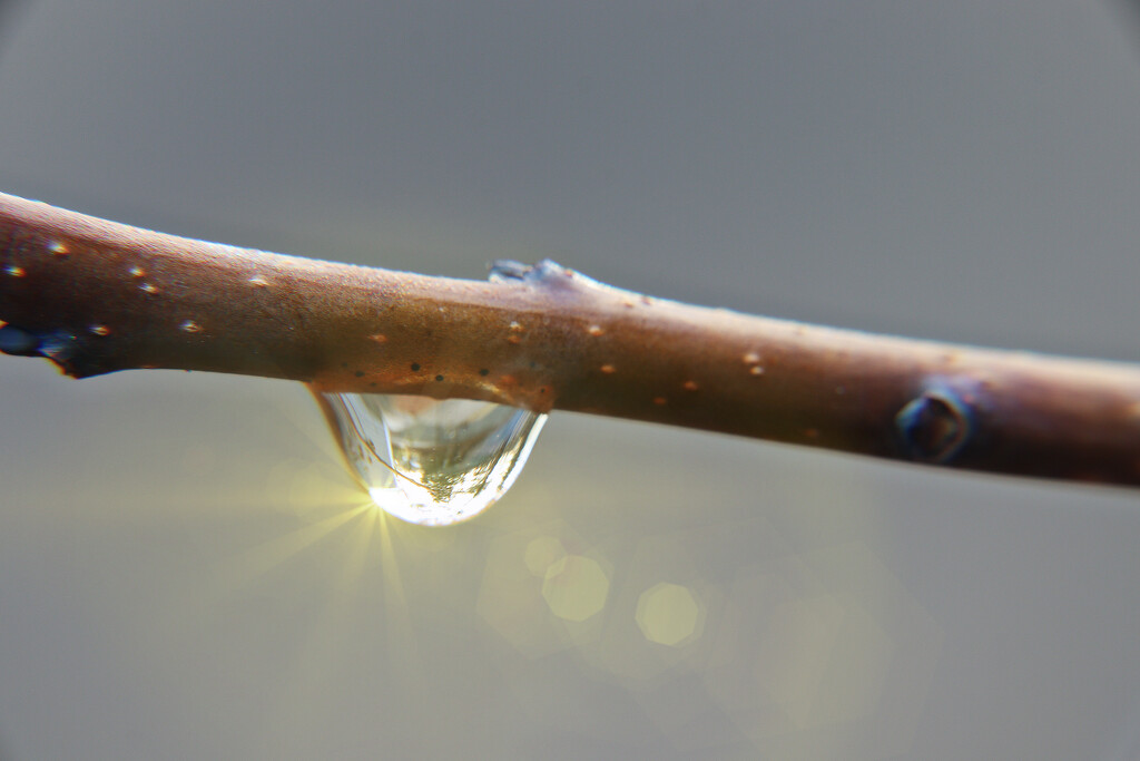 Day 55: Raindrop In The Sun  by sheilalorson