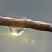 Day 55: Raindrop In The Sun  by sheilalorson