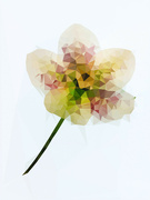 24th Feb 2023 - Abstract Hellebore