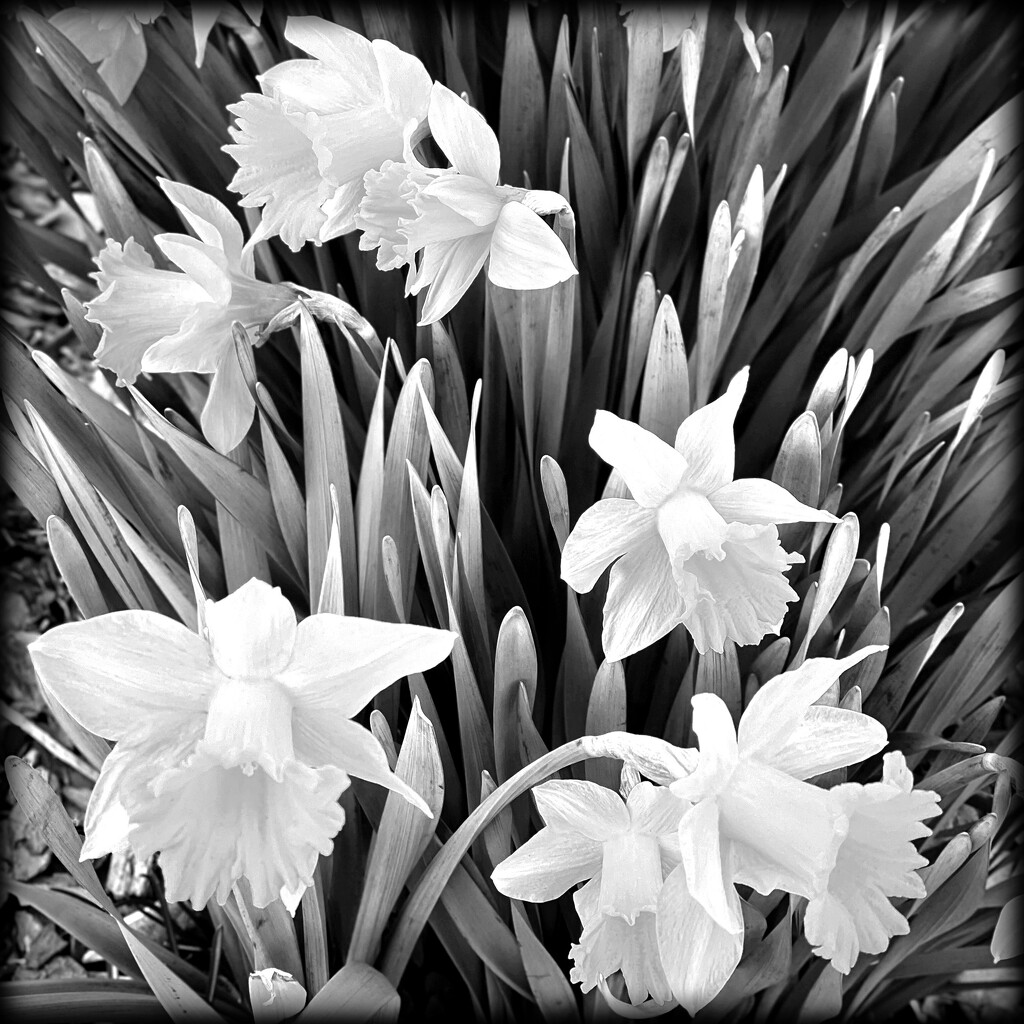 Daffodils | Black & White by yogiw