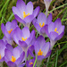 Crocuses by fishers