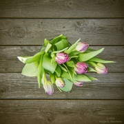 24th Feb 2023 - Tulips