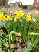 23rd Feb 2023 - Daffodils