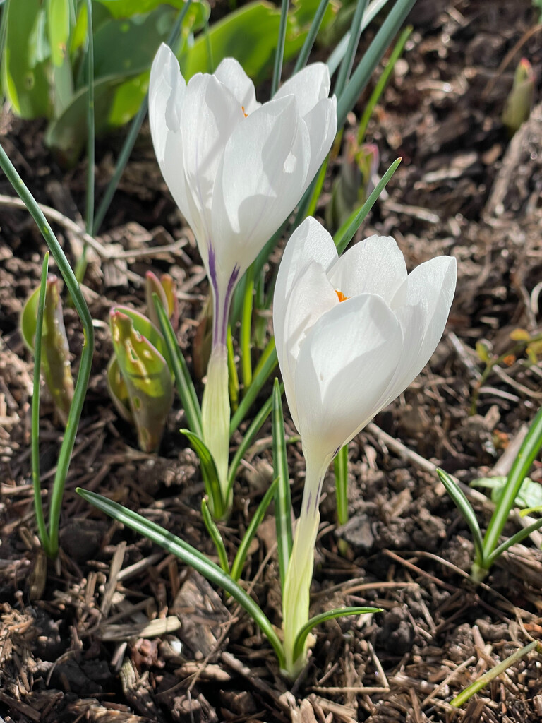 White Crocuses by 365projectmaxine