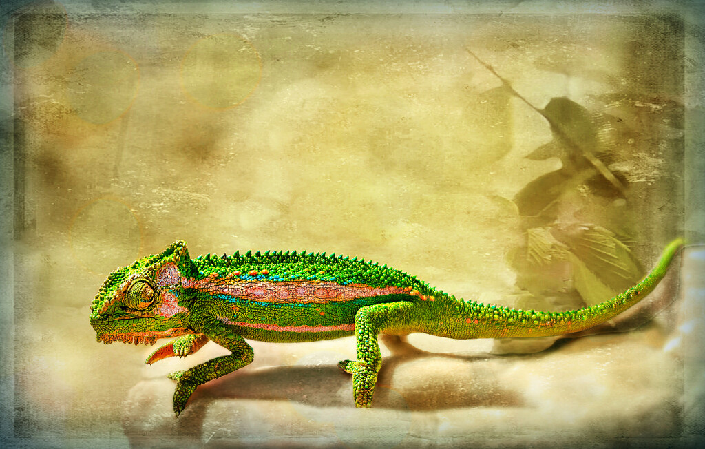 My pet chameleon by ludwigsdiana
