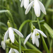 Snowdrops by pcoulson